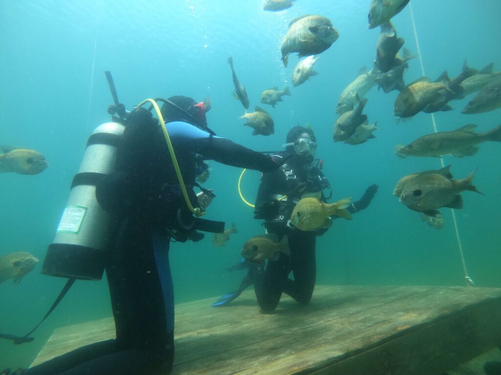 scuba diving with fishes