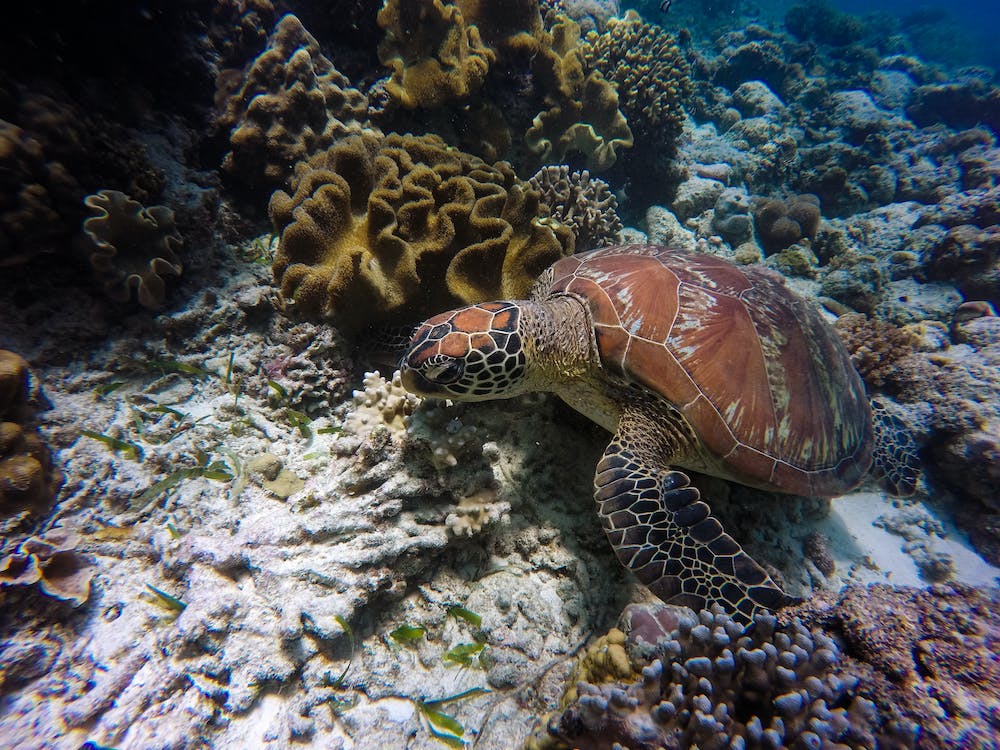 Brown and Grey Turtle in Underwater Photography