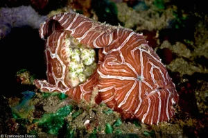 Psychedelic Frogfish