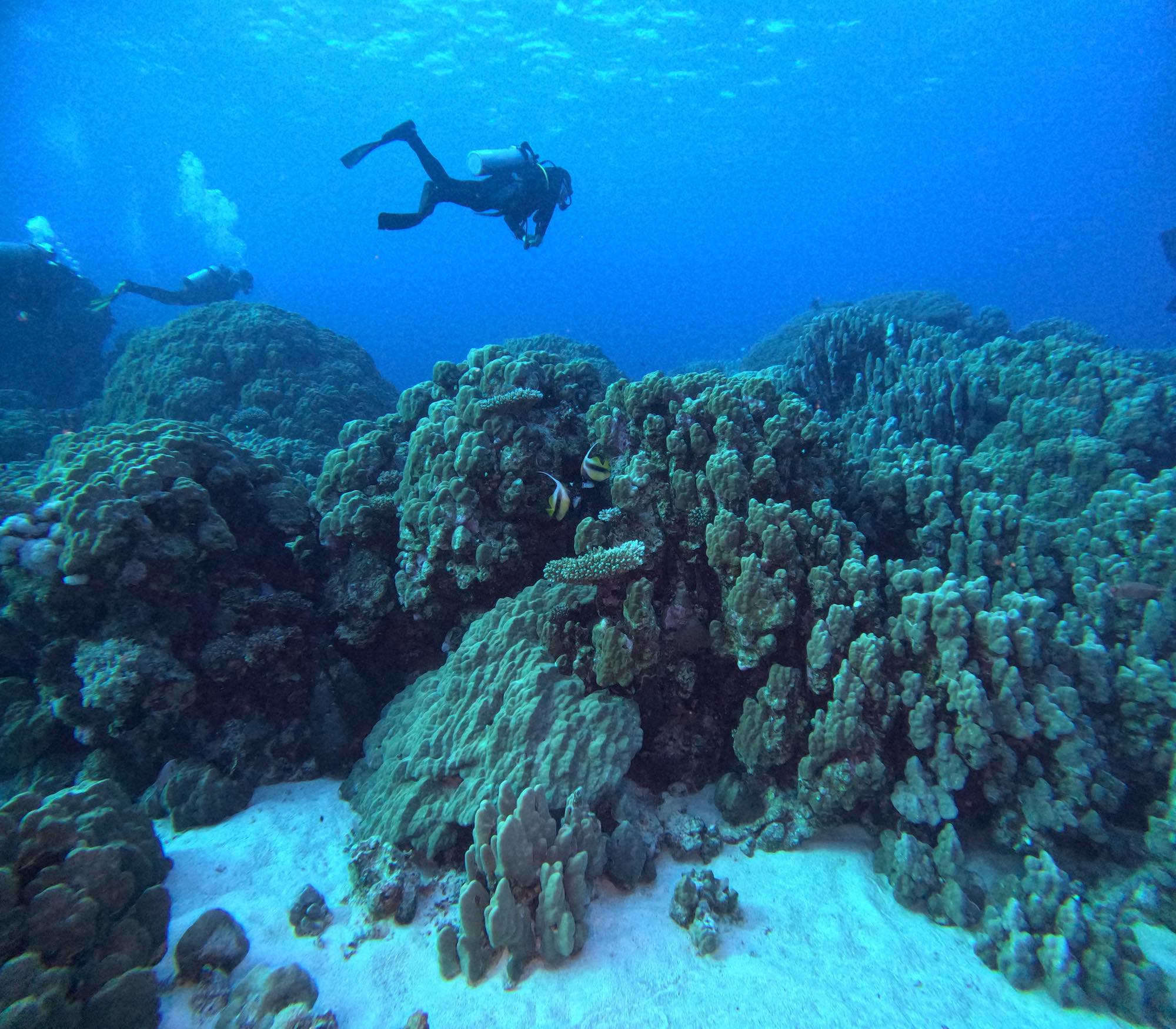 scuba diver in wetsuit above some amazing corals